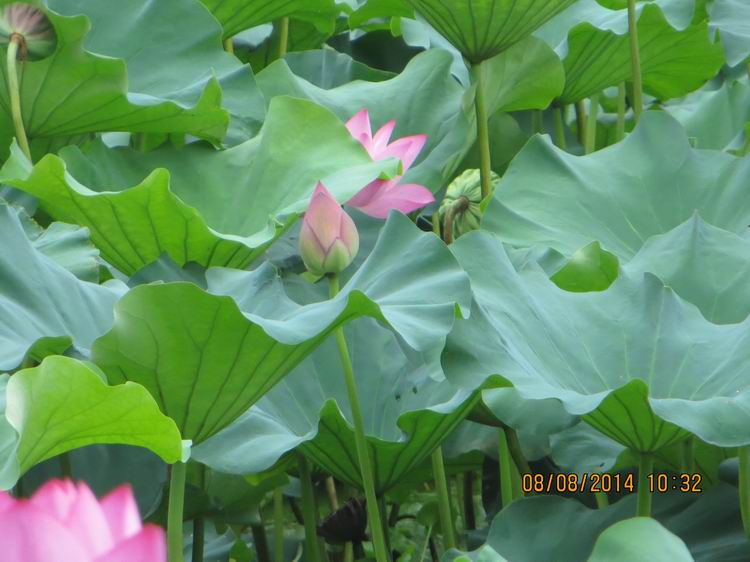 ������С IMG_8375.JPG