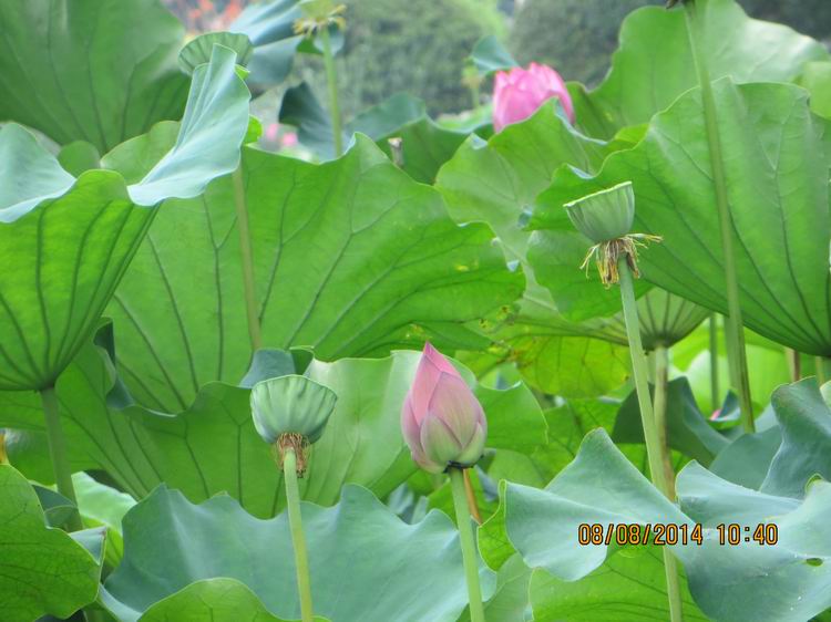 ������С IMG_8388.JPG