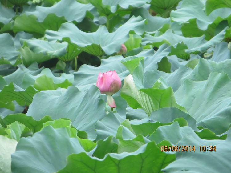 ������С IMG_8383.JPG