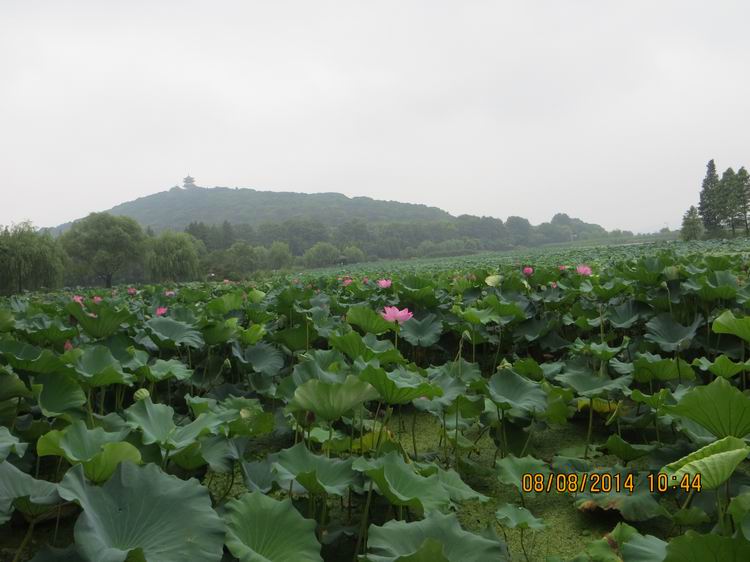 ������С IMG_8395.JPG