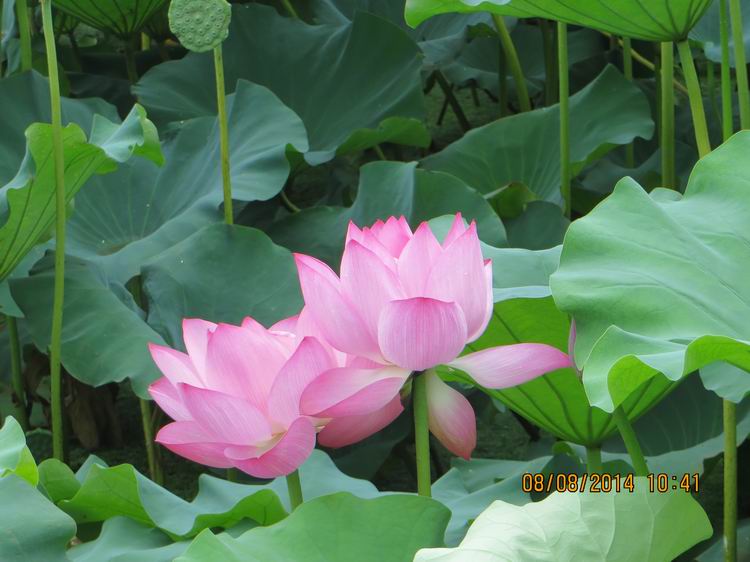 ������С IMG_8390.JPG