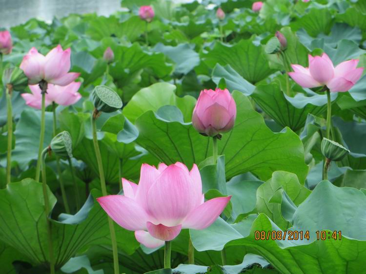 ������С IMG_8391.JPG