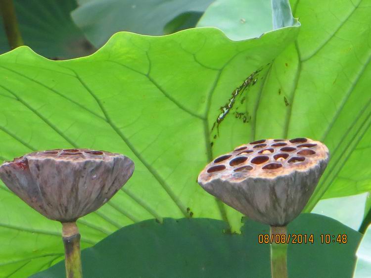 ������С IMG_8399.JPG