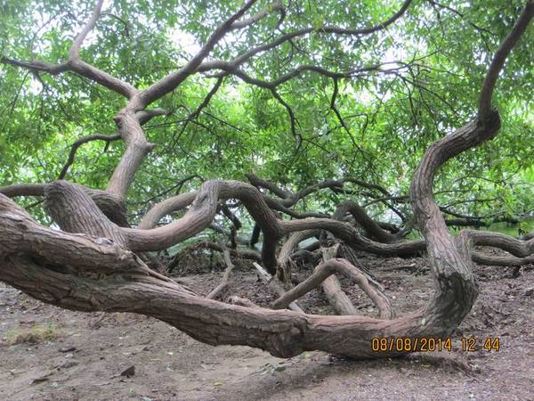 ������С IMG_8514.JPG