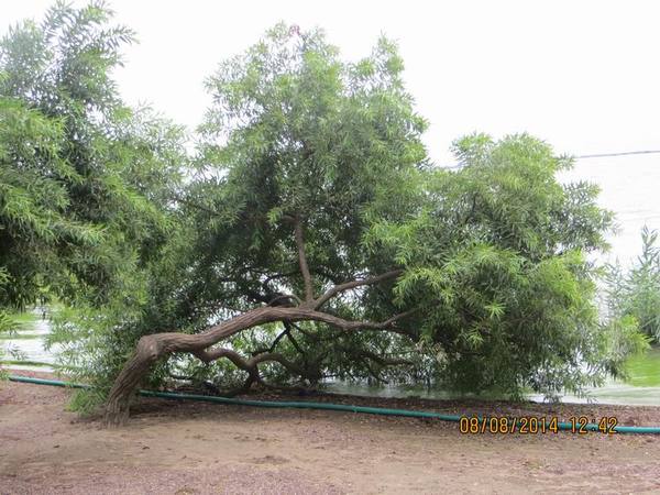 ������С IMG_8509.JPG