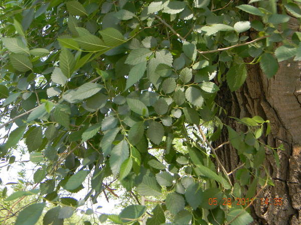 ����ɽׯ���пû����� 004.jpg