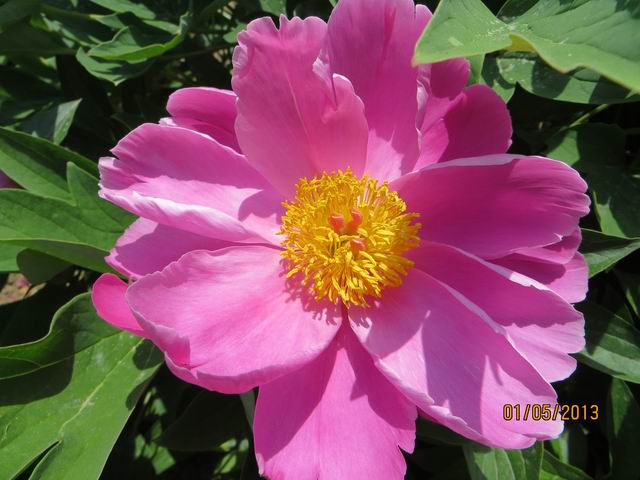 ������С IMG_0503.JPG