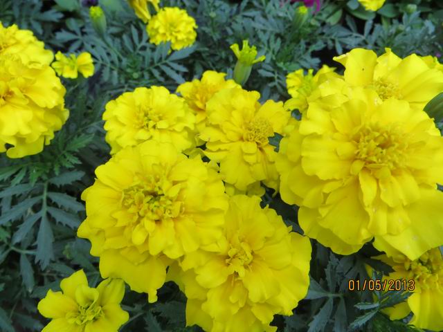 ������С IMG_0540.JPG