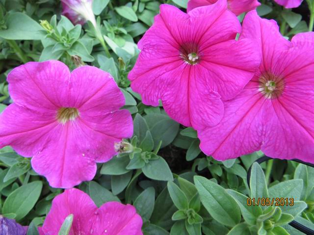 ������С IMG_0541.JPG