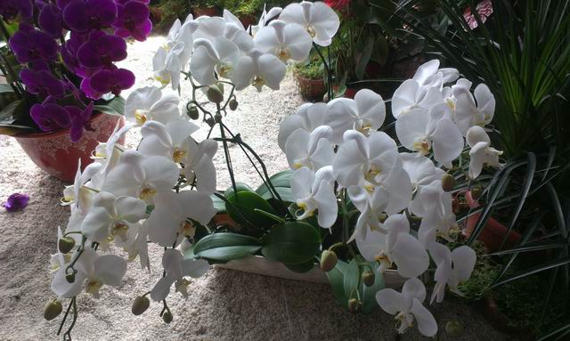 ������С IMAG5997.jpg