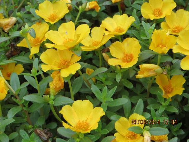 ������С IMG_8762.JPG