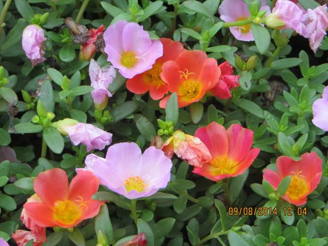 ������С IMG_8764.JPG