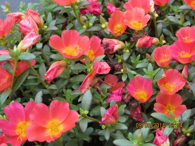 ������С IMG_8765.JPG