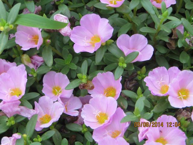 ������С IMG_8763.JPG