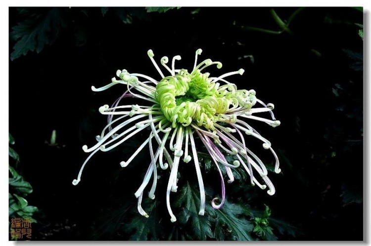 18. ��ˮ�ﲨ.jpg