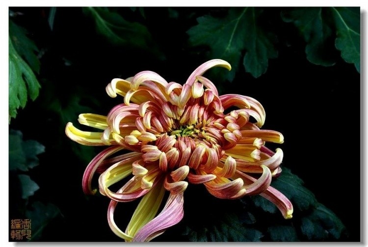 31. ���������.jpg