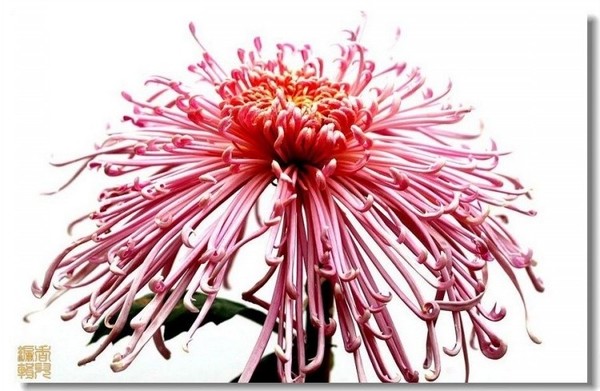 34. ��Ů��.jpg