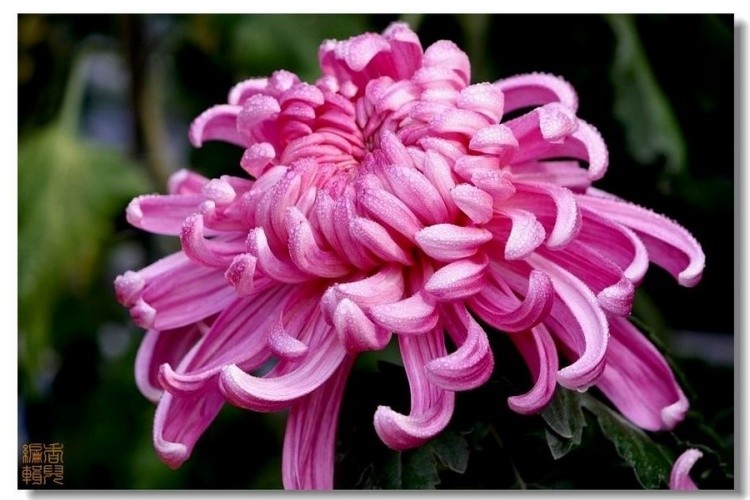 33. ������.jpg