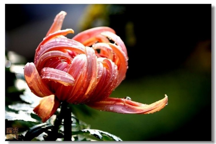 40. ��筴�.jpg