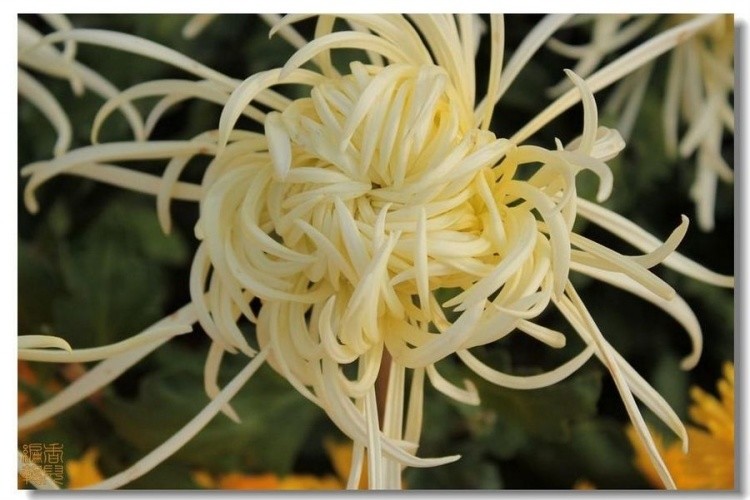 42. ��ѩ����.jpg