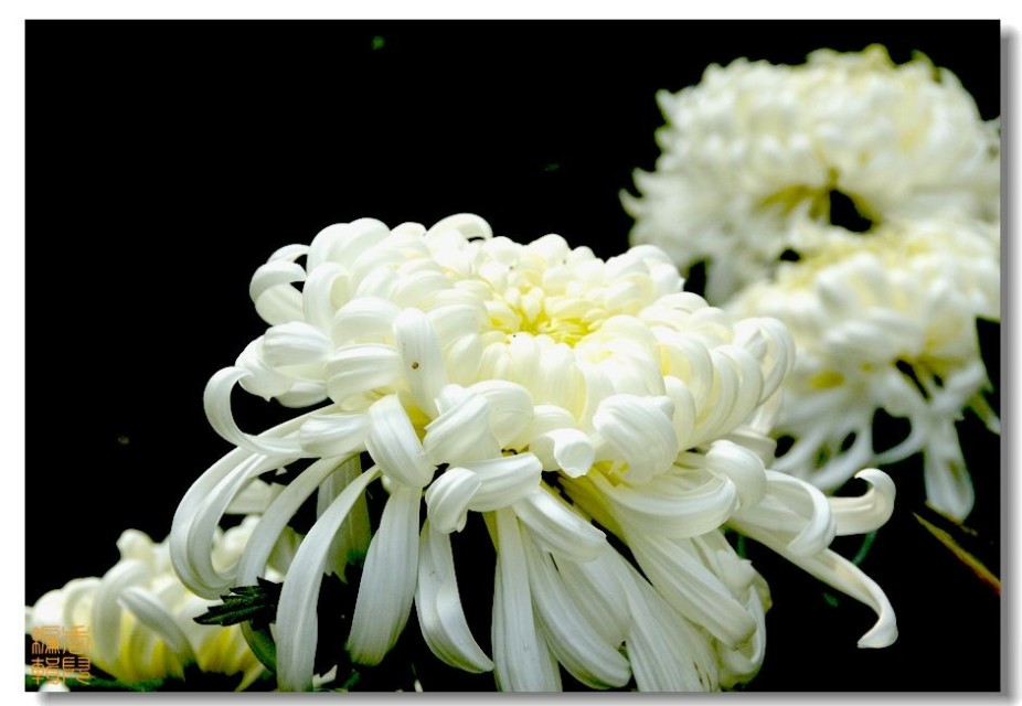 41. ��Ÿ��.jpg