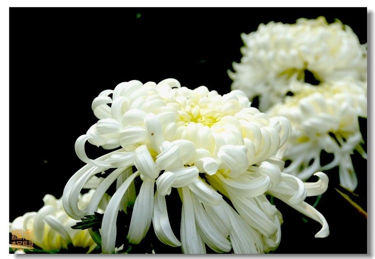 48. ��ëʨ��.jpg