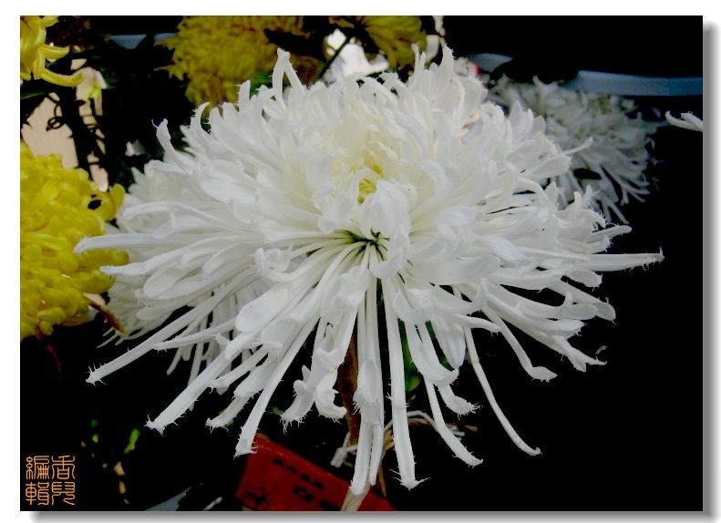 50. ��ë��.jpg