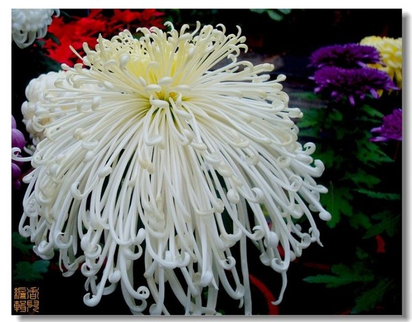 49. ��ë��.jpg