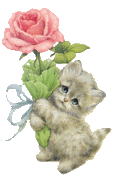 小猫献花.jpg