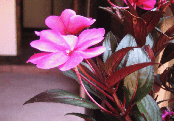 ������С mmbizgif.gif