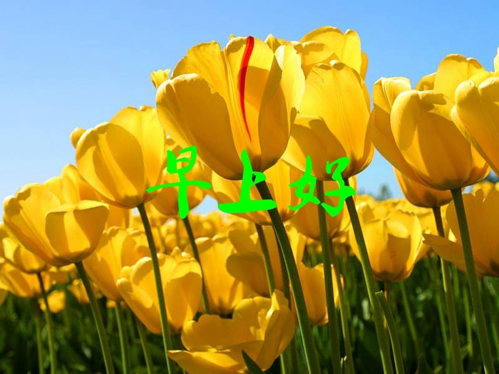 Tulips_jpg_thumb.jpg