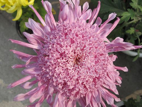 ���� IMG_4340.JPG