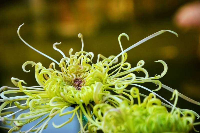 å