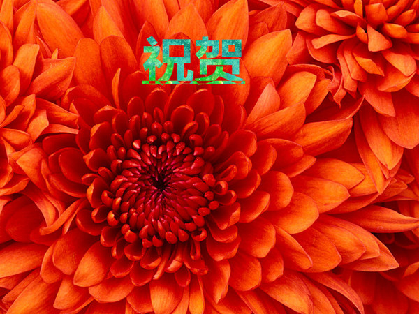 Chrysanthemum_����.jpg