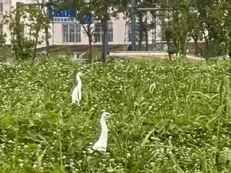 ��ͼΪ��̫�������������ú졣��11��������Ⱥ��Ӱ��.jpg