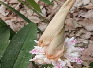 ż������ֲ�￪��  ��������Ư��