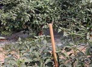 初七 我们走进了邦溪镇朝天椒试验基地