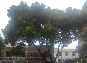 原中铁十一局医院门球场古樟巍峨遮日纳凉