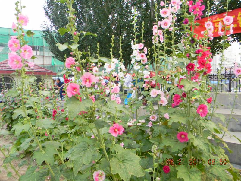 ��ӭ��һ����ף������ʮ�ꡱ���������� 034.jpg