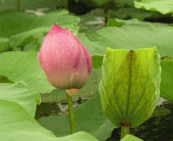 hhdh3.gif
