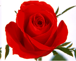 һ֧��.gif
