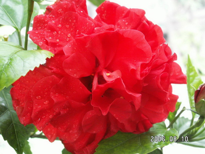 20100623_d48ae1c65401c6d118c2DNlcjRN8scAf.jpg