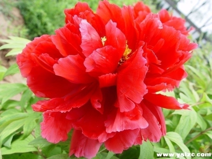 ����ף��