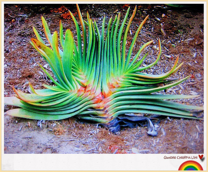 ���� IMG_2244_����.jpg