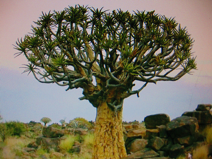 ���� IMG_2250_����.jpg