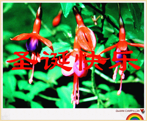 ���� IMG_2232_����_����.gif