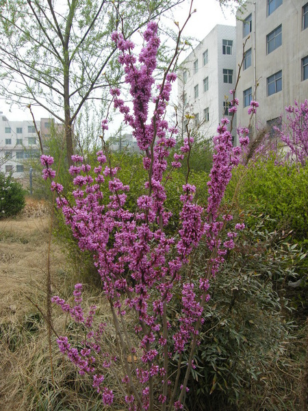 2013,3,26 lcx1947_48.JPG