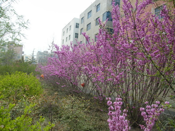 2013,3,26 lcx1947_50.JPG