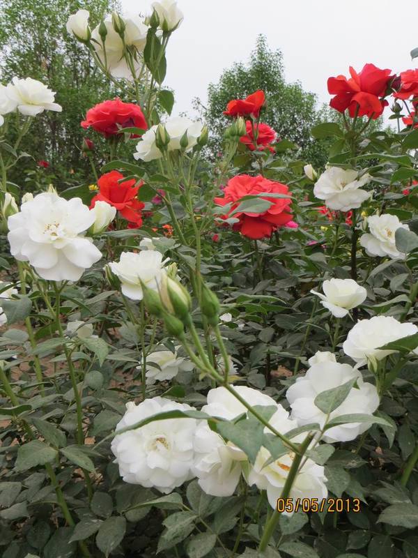 ������С IMG_0835.JPG