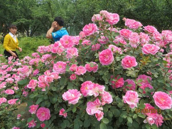 ������С IMG_0746.JPG